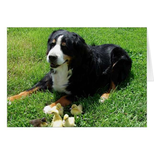 Serena and the Ducklings All Occasions Card (Devant horizontal)