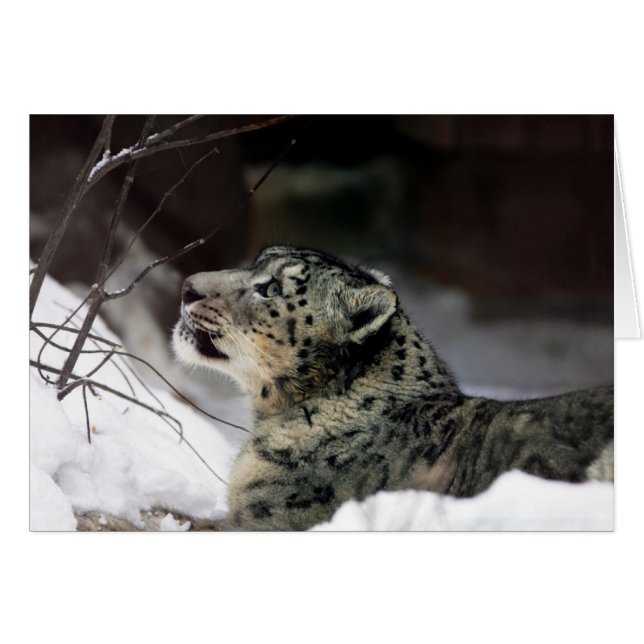 Serene Snow Leopard (Devant Horizontal)