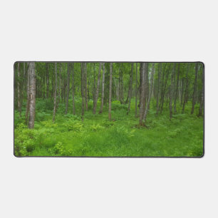 Sérénité de la forêt verte vibrante 