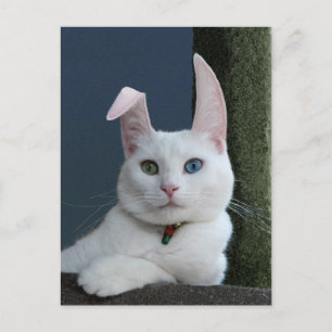 Sérénité en tant que carte postale Bunny