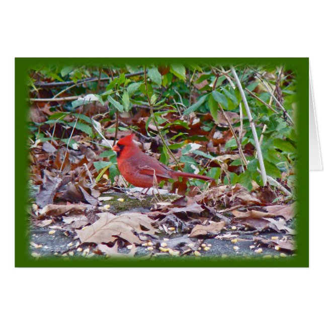 Série Cardinal Wild Songbird (Devant horizontal)