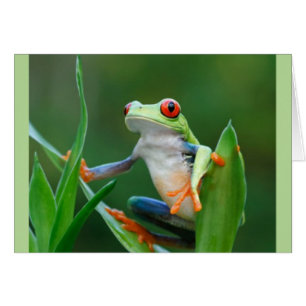 Série de faune mise en danger par grenouille