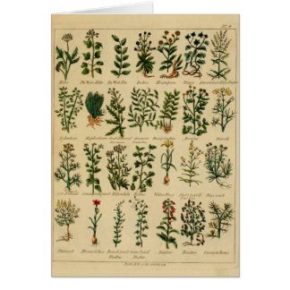 Série de fines herbes vintage de carte postale - 4