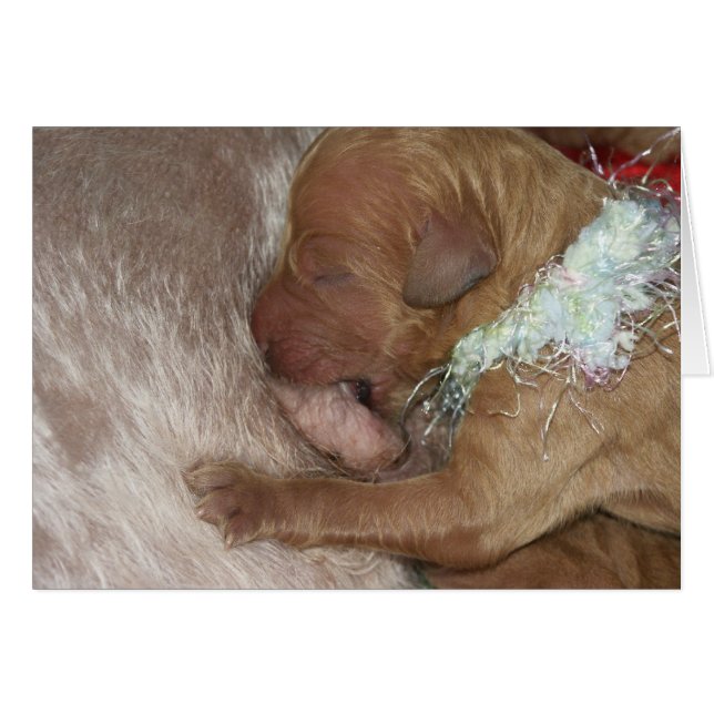 Series-07 nouveau-né (Devant horizontal)