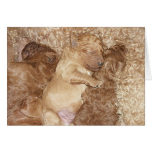 Series-08 nouveau-né