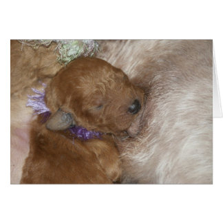 Series-09 nouveau-né