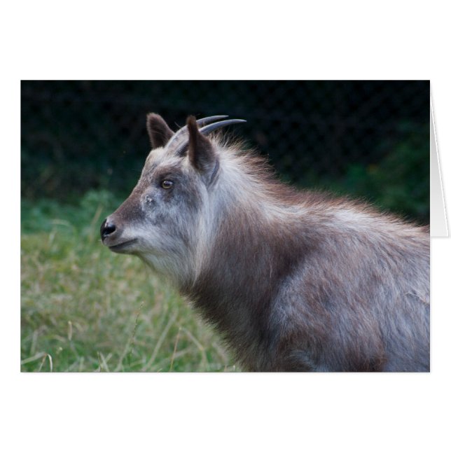 Serow japonais (Devant horizontal)