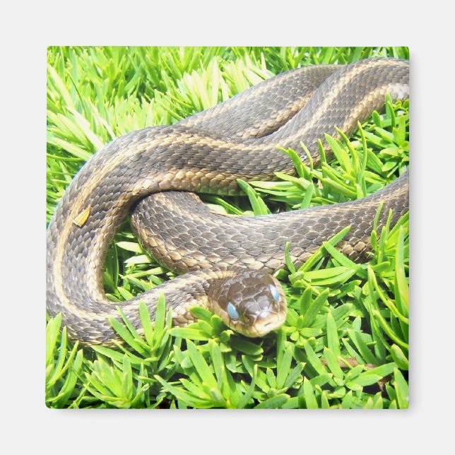 Serpent à oeil bleu ~ aimant (Devant)