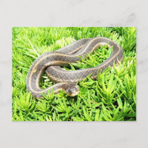 Serpent aux yeux bleus ~ carte postale