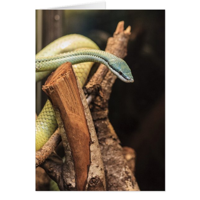 Serpent blanc vert et jaune (Devant)