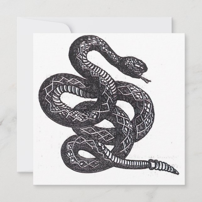Serpent Crotalus Cascavella (Vipère à Piton Venime (Devant)