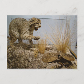 Serpent de bétail contre carte postale Bobcat