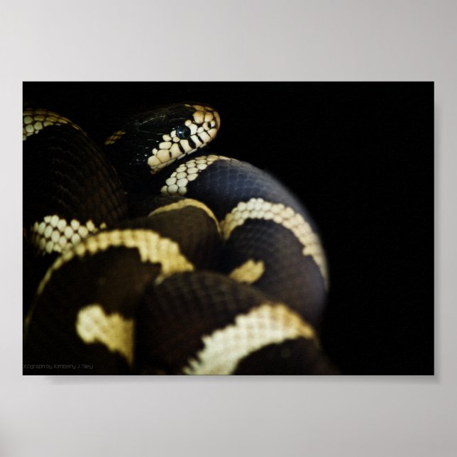 Serpent roi de Californie impression (Devant)