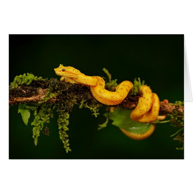 Serpent Viper Poison du Costa Rica (Devant horizontal)