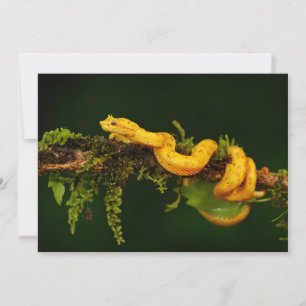 Serpent Viper Poison du Costa Rica