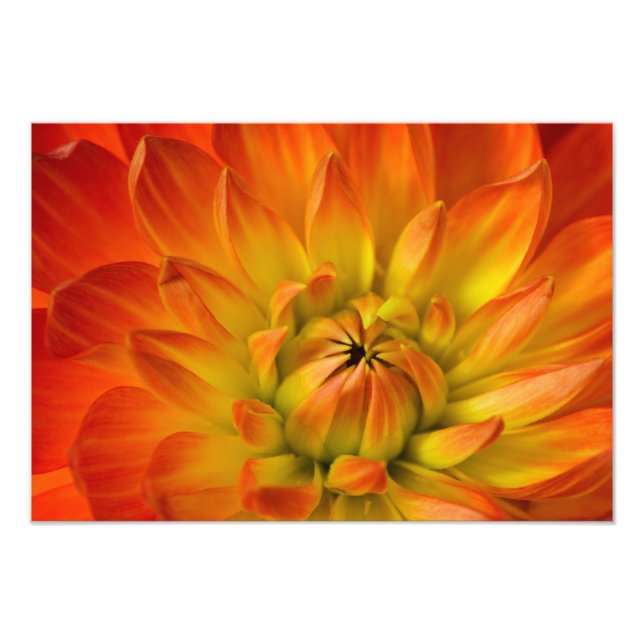 Serré dans les photographies de fleur de Dalhia av (Devant)