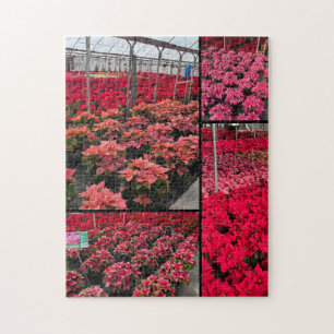 Serre de poinsettia puzzle fleurs rouges