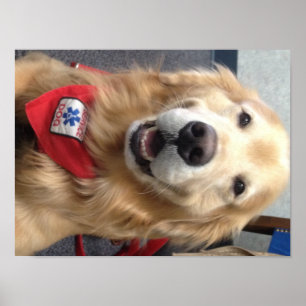 Service Dog Jonah  Smiles at the Dentist Poster