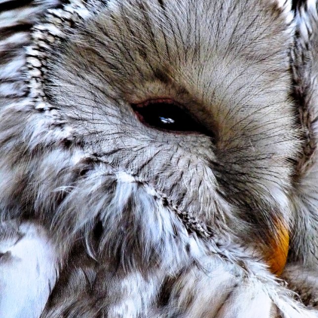 SERVIETTE DE GOLF HIBOU (A beautiful owl just keeping an eye on things. )