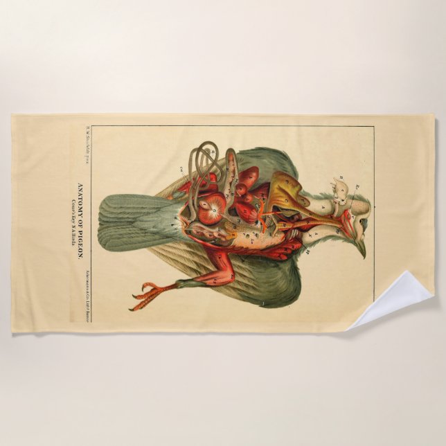 Serviette De Plage Anatomie d'un pigeon (Devant)