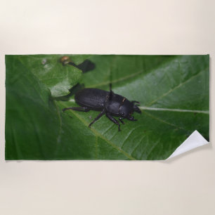 Serviette De Plage Dorcus parallelipipedus, le moindre dendroctone du