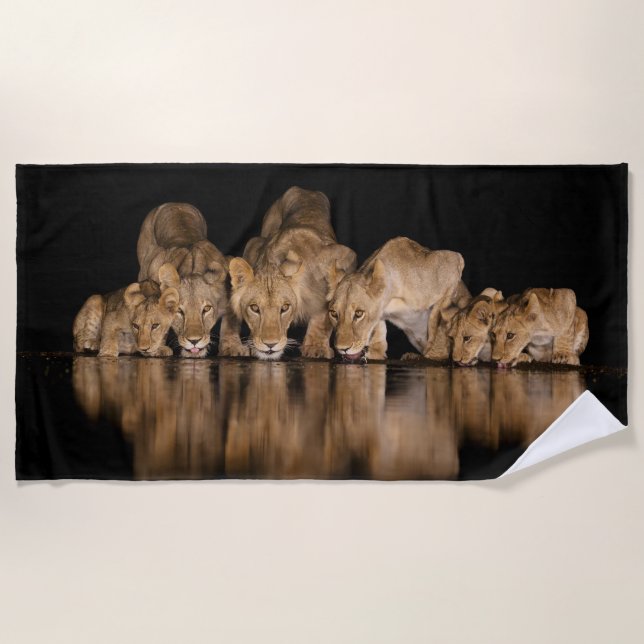 Serviette De Plage Fierté de lions buvant au point d'eau la nuit (Devant)