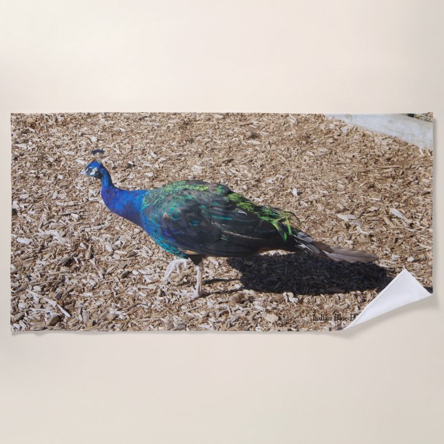 Serviette de plage Paon bleu indien (Devant)