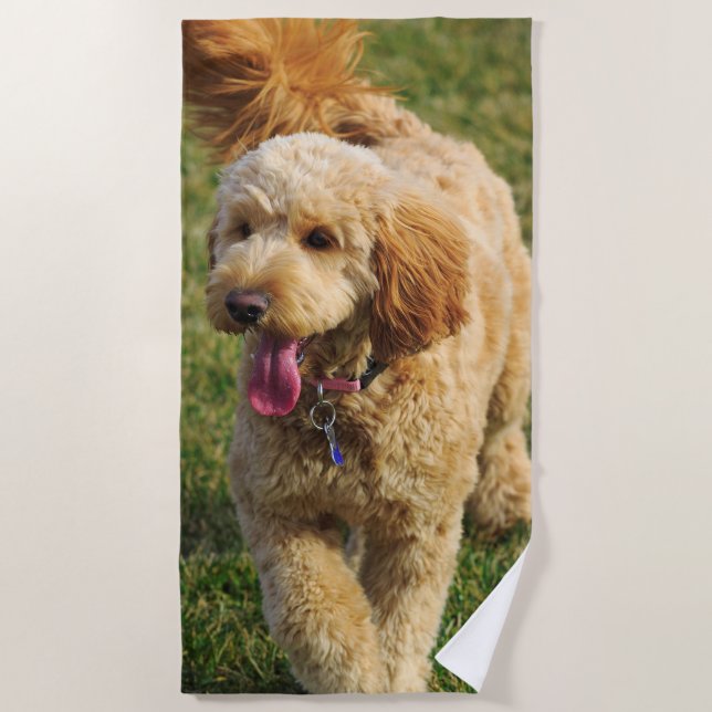 Serviette De Plage Photo Goldendoodle Dog (Devant)