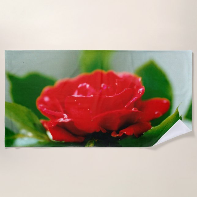 Serviette De Plage Rose rouge du matin recouverte de gouttes de rosée (Devant)