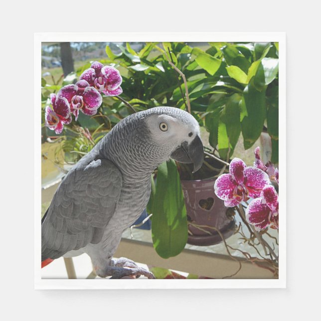 Serviette En Papier African Grey Parrot with Orchids (Devant)