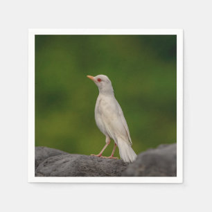 Serviette En Papier Albino Robin dans Crown Point