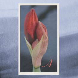 Serviette En Papier Amaryllis Bud Élégant floral bleu ardoise