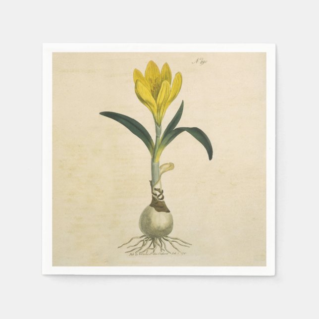 Serviette En Papier Amaryllis Tulip Jardin Botanique Fleur (Devant)