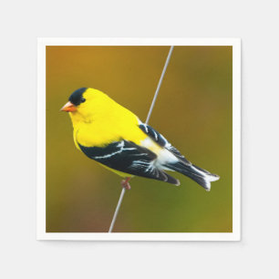 Serviette En Papier American Goldfinch - Photo originale