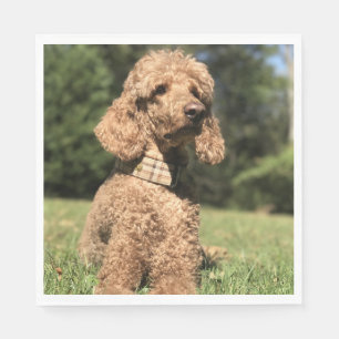 Serviette En Papier Apricot Poodle personnalisable