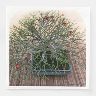 Serviette En Papier Arbre Bonsaï Euonymus Japonicus Japonais