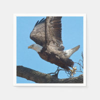 Bald Eagle décolle