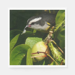 Serviette En Papier Bananaquit Bird Mange Photographie tropicale
