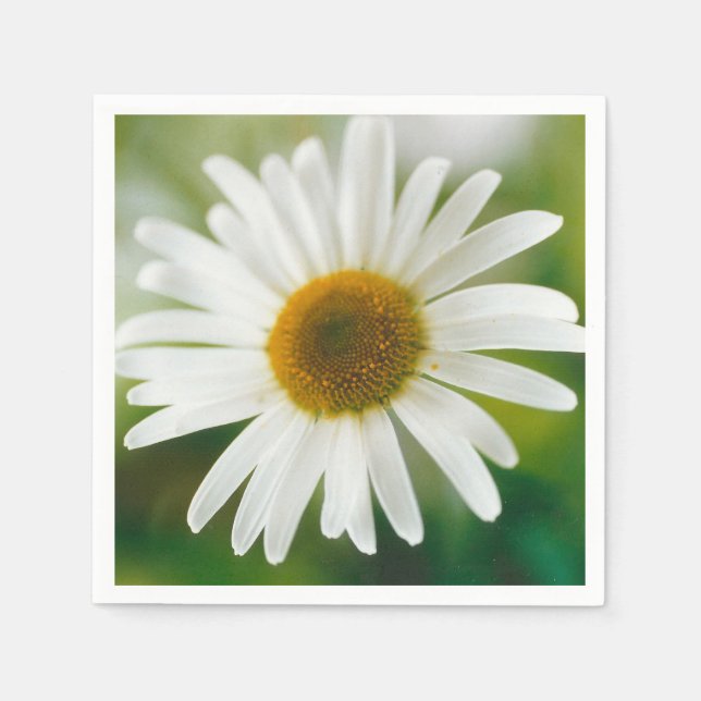 Serviette En Papier Basière oculaire blanche - Leucanthemum vulgare (Devant)