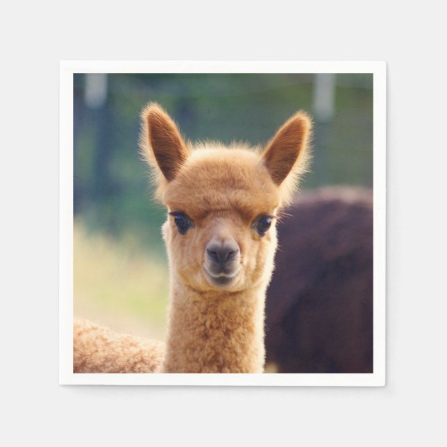 Serviette En Papier Bébé Alpaca Standard Cocktail Napkin (Devant)