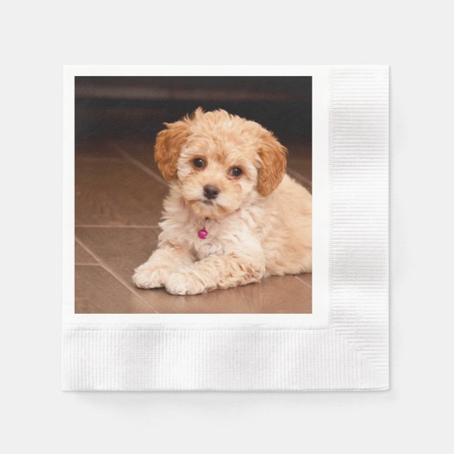 Serviette En Papier Bébé maltais poodé mélange ou maltipoo chiot chien (Devant)