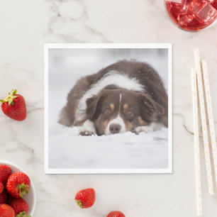 Serviette En Papier berger australien tri rouge pondre dans la neige