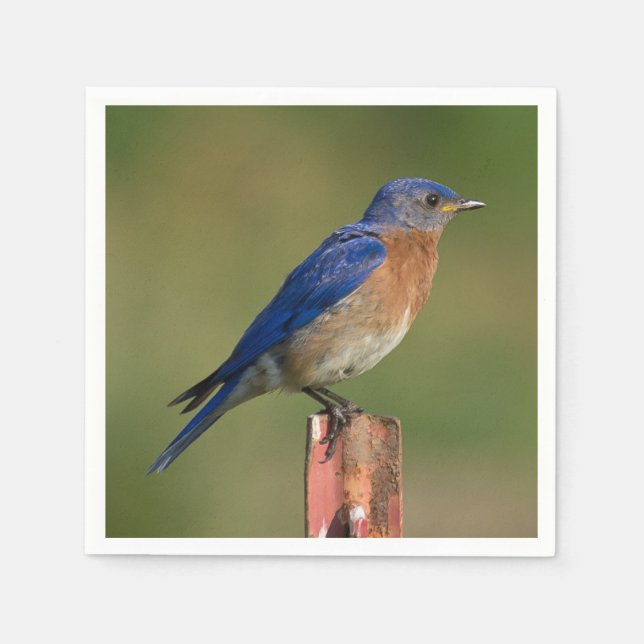 Serviette En Papier Bluebird (Devant)