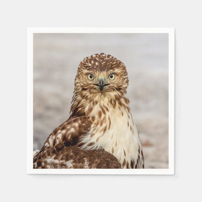 Serviette En Papier Buse à queue rouge immature au sol (Devant)