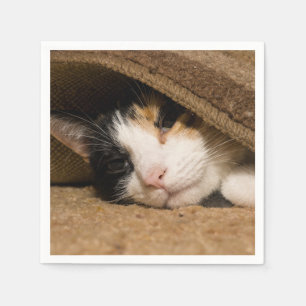Serviette En Papier Calico Sous Le Tapis