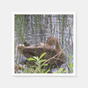Serviette En Papier Canard se lissant dans les roseaux
