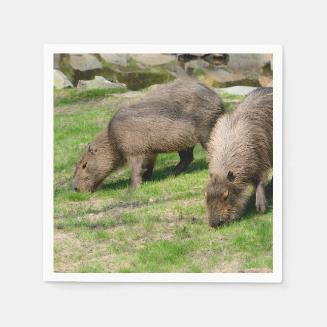 Serviette En Papier Capybara hydrochaeris (Devant)