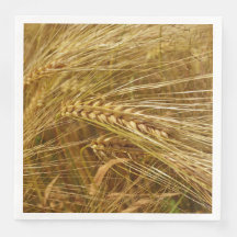 Champ de blé. C’est l’heure de la récolte !