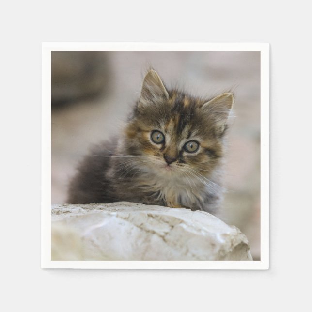 Serviette En Papier Chat, chat domestique, animal (Devant)