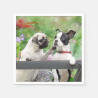 Deux chiens par chiot carlin et Boston Terrier ens